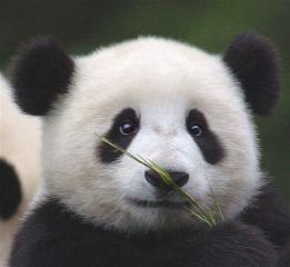 熊猫王